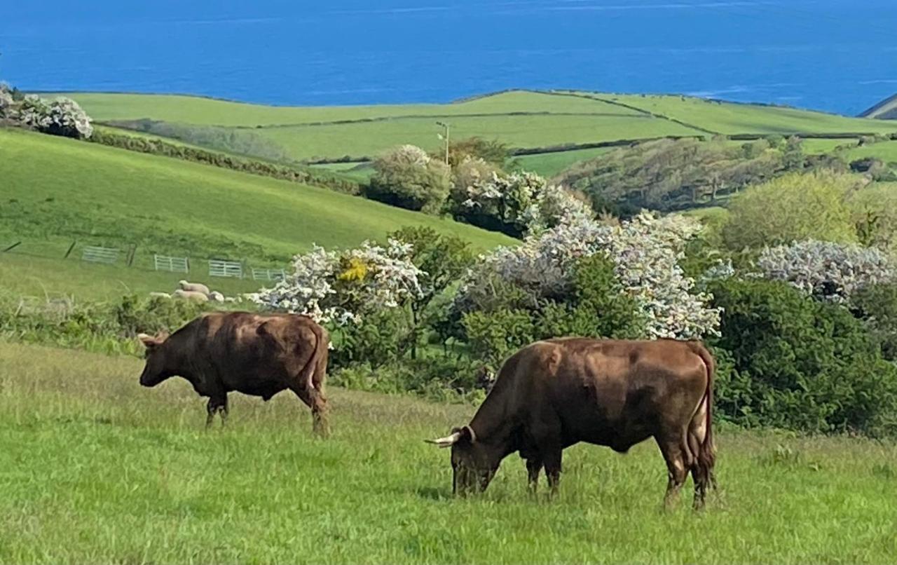 Polrunny Farm Blackberry Cottage - Cornwall Bliss In Sight Of The Sea Boscastle Exterior foto